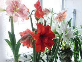 10 regler som gjør Hippeastrum vakker blomst. nyttige tips