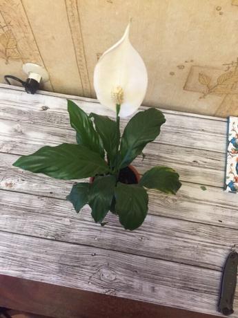 Spathiphyllum ser bra ut i ethvert interiør