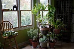 5 tropiske huset planter som krever lite eller ingen vedlikehold