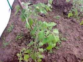 Hva er fordelene sredneroslye tomater før forkrøplet og høy