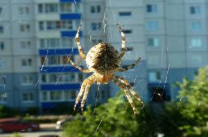 Hvorfor kan ikke røre edderkoppene som bor i ditt hjem.