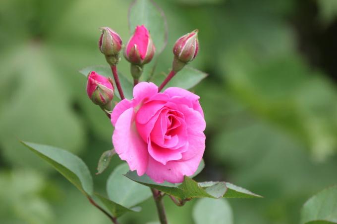 Så min rose blomstret i sommer