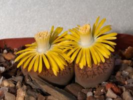 Lithops: steiner eller planter?