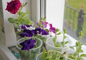 Crib blomsterhandler 6 av mine "hemmeligheter" sterke stiklinger petunia