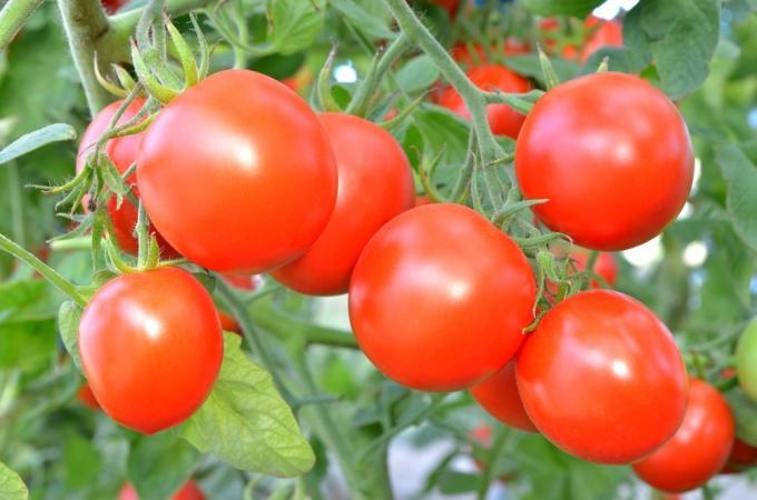 Tomater på busken. Bilder fra otomatah.ru