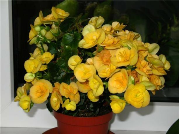 Eksempelvise gul blomstring begonias Eliator (gul Stone.). Foto: fedsp.com