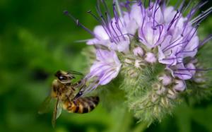 I stedet gjødsel - shoyu Phacelia