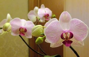 4 viktige tips om hvordan du velger og plante Orchids