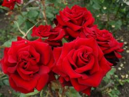 5 trinn grundige forberedelser av roser i hagen til vinteren frost og i august