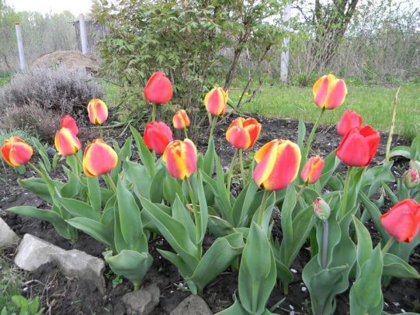 Liker du bi-farget tulipaner?