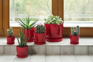 Hvordan velge en pott for potteplanter: tips for nybegynnere blomsterhandler