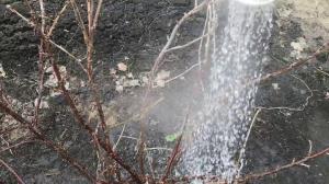 Vanning busker i hagen med kokende vann vil ikke la en sjanse til å skadedyr