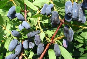 Honeysuckle - spesielt for dyrking og øke utbyttet.