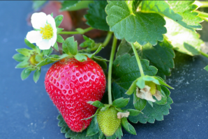 Hvordan lage en fantastisk balsam for jordbær
