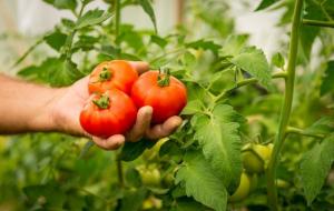 Tomater er søt høst - økning. 7 hemmeligheter