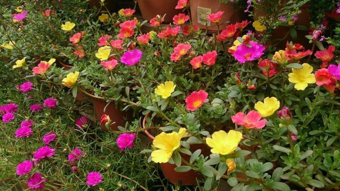 I Purslane har mange farger. Må saftig! Foto: wikimedia.org