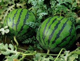 Melon felt i sentrale: hvordan å vokse rød og søt vannmelon