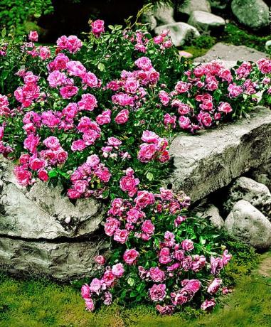 Teppe rose og stein - en vakker og uvanlig kombinasjon
