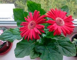 5 beste potteplanter for en lys solrik vinduet uten tilfeldighetene