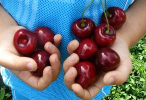 Cherry - de fleste store fruited og kald-resistente varianter.