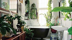 Potteplanter for stilig bad eller hvordan å få et levende preg på interiøret i intim plass