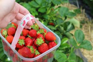 Mange bart og bær ikke: hvordan du kan påvirke jordbærene