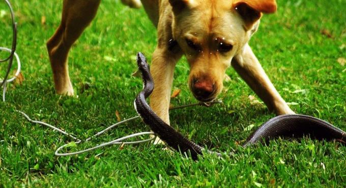Noen raser av hunder er ikke redd for å gå inn i en kamp med en slange