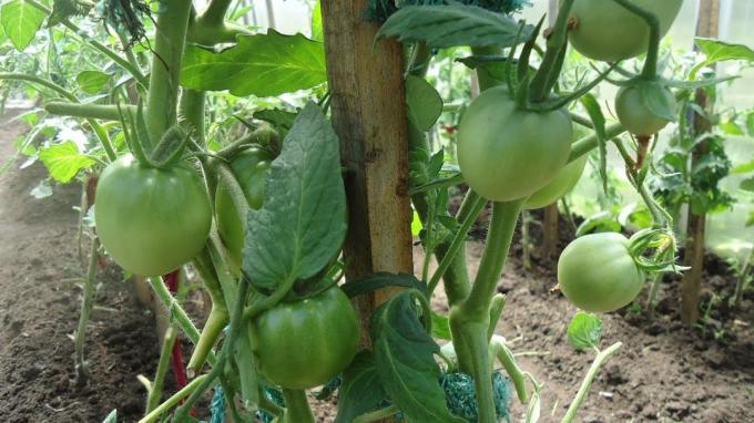 bush tomater bør være godt ventilert og opplyst