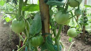 Riktig sviske tomatblader - øke utbyttet med 2 ganger