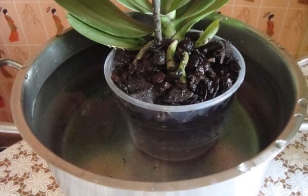 Pass på å ta vare på en orkidé i vinter fra kaldras. Og den kalde luften kommer fra vinduet: ikke sette en pott nær glasset.