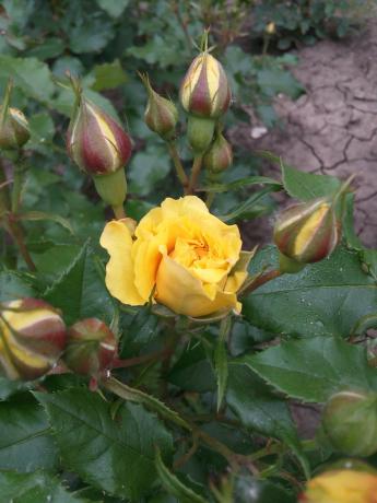 Min favoritt gul rose i hagen trenger ly