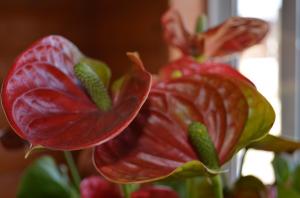 6 hemmeligheter bryr anthuriums ( "mannlig lykke"). Jeg har lyse blomster hele året