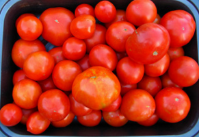 Når sår tomater, i hvilken tidsramme? Tips for nybegynnere