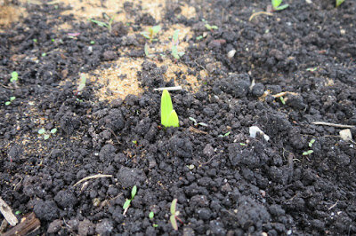 Gladioler vokse raskt: om sommeren for å vymahal å misunnelsesverdig proporsjoner! Foto: blogspot.com