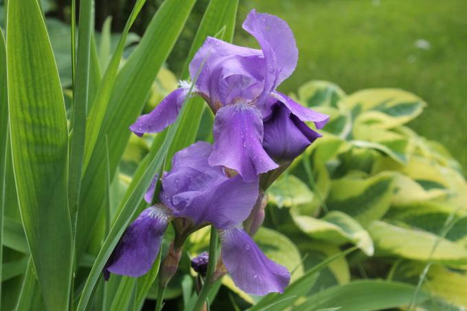 Iris ser bra ut i en solo landing, og i kombinasjon med andre årlige og flerårige blomster. Men det ser best ut i "gruppen". Bilde av forfatteren (e)