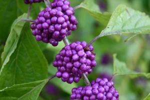 Callicarpa Bodinera - prangende busk som dekorere landskapet i hagen