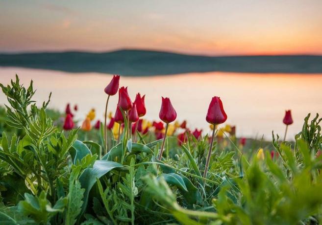 Blooming ville tulipaner i Kasakhstan