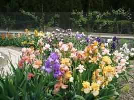 Spring - en tid for å minnes de iris (Iris) i landet: 7 verdifulle tips