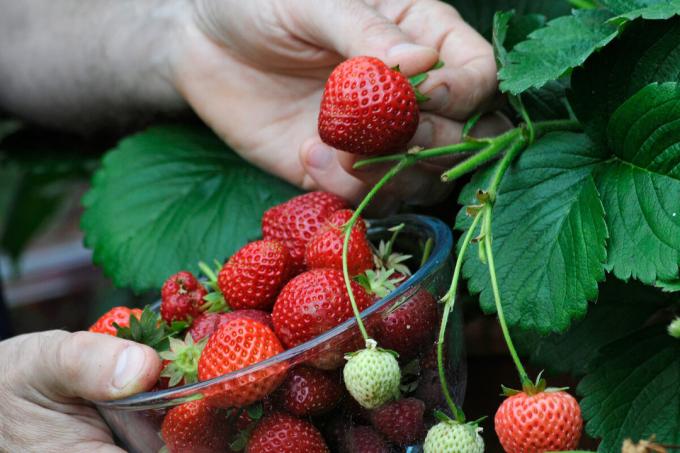 "Starving" jordbær ikke gi rikelig avlinger
