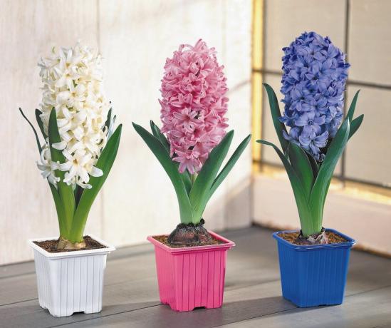 Hyacinth - ett av symbolene hadde kommet våren! Vis: http://www.xcom-hobby.ru