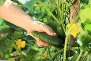 Økende agurker: 10 vanligste feilene gartner