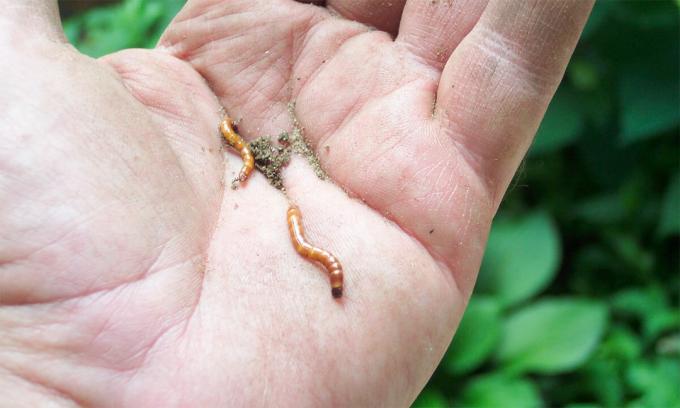 Faktisk, wireworms - det er ikke en orm og bille larver, wireworms