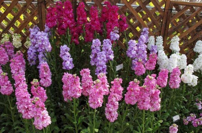 Vis: http://alena-flowers.ru. Levkoy terry grå. Andre arter med mindre vakre blomster kalles "wild orchid" for lyse lukt etter solnedgang