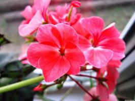 6 vakre og hardfør staude blomster (del 2)