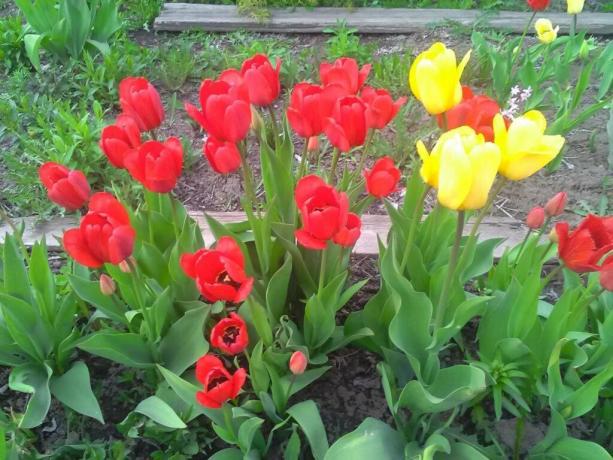 I dag dyrkes rundt 2000 varianter av tulipaner