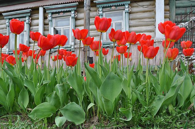 Røde tulipaner - tidløse klassikere russiske blomster dyrking. Foto: fotoload.ru