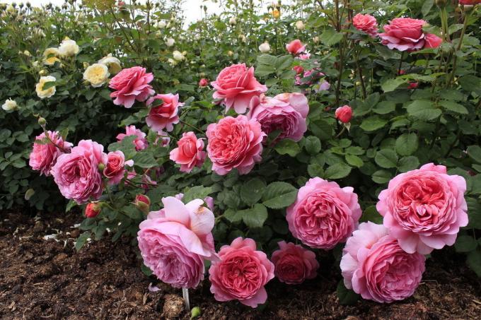 Utsøkte skjønnhet velstelte roser! Bilder fra avatars.mds.yandex.net