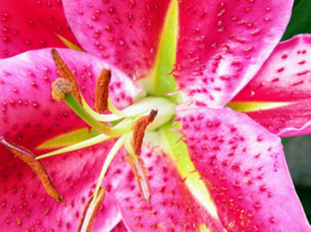 Vakker lilje-en av favorittene blant tsetovodov og gartnere