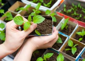 Hvordan riktig å plante seedlings av paprika i et drivhus eller en seng