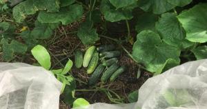 Hvordan utvide fruiting av agurk i hagen til oktober.